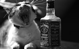 Zábavné vtipné kočka tapety #18