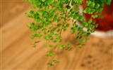铁线蕨 绿色植物 高清壁纸7