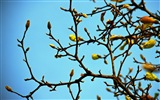 春天树梢上的嫩芽 高清壁纸8