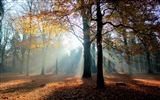 가을 붉은 숲 나무의 HD 벽지를 나뭇잎 #6