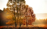 Осенние красные листья лесных деревьев HD обои #7