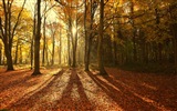 Podzimní červené listy lesních dřevin HD tapetu #8