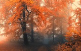 秋の赤、森の木々のHDの壁紙を離れる #12