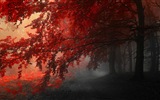 Autumn red leaves forest trees HD wallpaper #14
