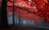 가을 붉은 숲 나무의 HD 벽지를 나뭇잎 #15