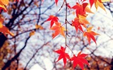 Windows 8.1 红叶秋天美景主题 高清壁纸