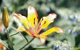 윈도우 8 테마 배경 화면의 HD : 아름다운 꽃 #3