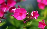 Windows 8 téma HD Tapety na plochu: Krásné květiny #1