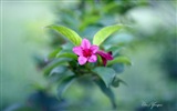 윈도우 8 테마 배경 화면의 HD : 아름다운 꽃 #12