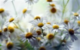Windows 8 Тема HD Обои: Красивые цветы #13