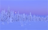 Windows 8 Тема Обои: Зимний снег ночь #12