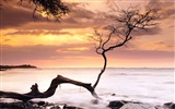 Windows 8 主題壁紙：海灘的日出日落美景 #5