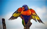 Colorful birds, Windows 8 theme wallpaper