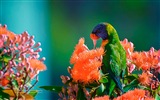 Pájaros coloridos, Windows 8 tema de fondo de pantalla #3