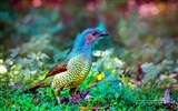 Красочные птицы, Windows 8 темы обои #5