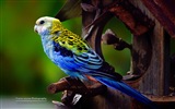 Pájaros coloridos, Windows 8 tema de fondo de pantalla #12