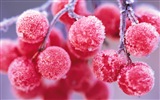 冬天的漿果 霜凍冰雪壁紙