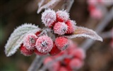 Зимние ягоды, HD обои мороз снег #2