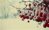 Зимние ягоды, HD обои мороз снег #3