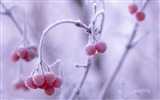 Зимние ягоды, HD обои мороз снег #4