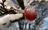 Зимние ягоды, HD обои мороз снег #8