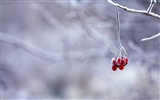 Зимние ягоды, HD обои мороз снег #10