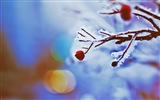 Winterbeeren, Frost Schnee HD Wallpaper #11