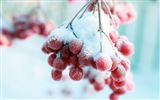 Зимние ягоды, HD обои мороз снег #13