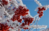 Зимние ягоды, HD обои мороз снег #14