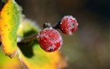 Зимние ягоды, HD обои мороз снег #15