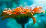 Čerstvé květiny a trávy HD wallpaper