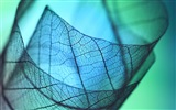 Leaf vein HD photography wallpaper #8