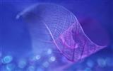 Leaf vein HD photography wallpaper #10