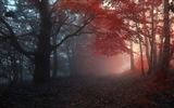 Foggy podzimní listí a stromy HD Tapety na plochu #7