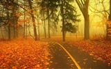 Туманные осенние листья и деревья HD обои для рабочего стола #8