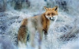 动物特写，可爱的狐狸 高清壁纸8