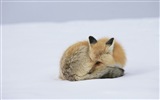 Animales de cerca, fondos de pantalla de alta definición de zorros lindos #11