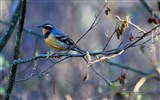 Fliegende Tiere, Vögel HD Wallpaper