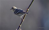 Fliegende Tiere, Vögel HD Wallpaper #7