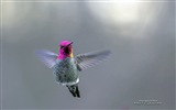 Fondos de pantalla de animales que vuelan, las aves de alta definición #8