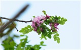 ホワイトピンクのイナゴの木の花のHDの壁紙 #11
