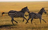 Animales de rayas blanco y negro, fondos de pantalla de alta definición de cebra #15