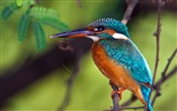 Fishing master, kingfisher HD wallpapers #2