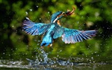 Fishing master, kingfisher HD wallpapers #20