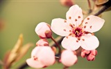 Makro-Nahaufnahme von schönen Blumen HD Wallpaper #13