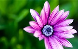 Makro-Nahaufnahme von schönen Blumen HD Wallpaper #15