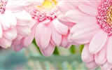 Makro-Nahaufnahme von schönen Blumen HD Wallpaper #17