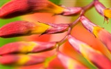Makro-Nahaufnahme von schönen Blumen HD Wallpaper #19