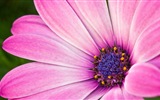 Makro-Nahaufnahme von schönen Blumen HD Wallpaper #20