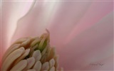 Frühlingsblumen blühen, Windows 8 Theme Wallpaper #11